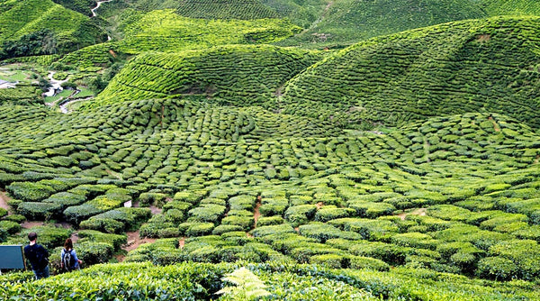 A typical tea garden. © TEAVOLUTION® Manila