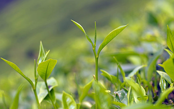 One bud, Two Leaves- the choice part of the tea plant ©TEAVOLUTION® Manila