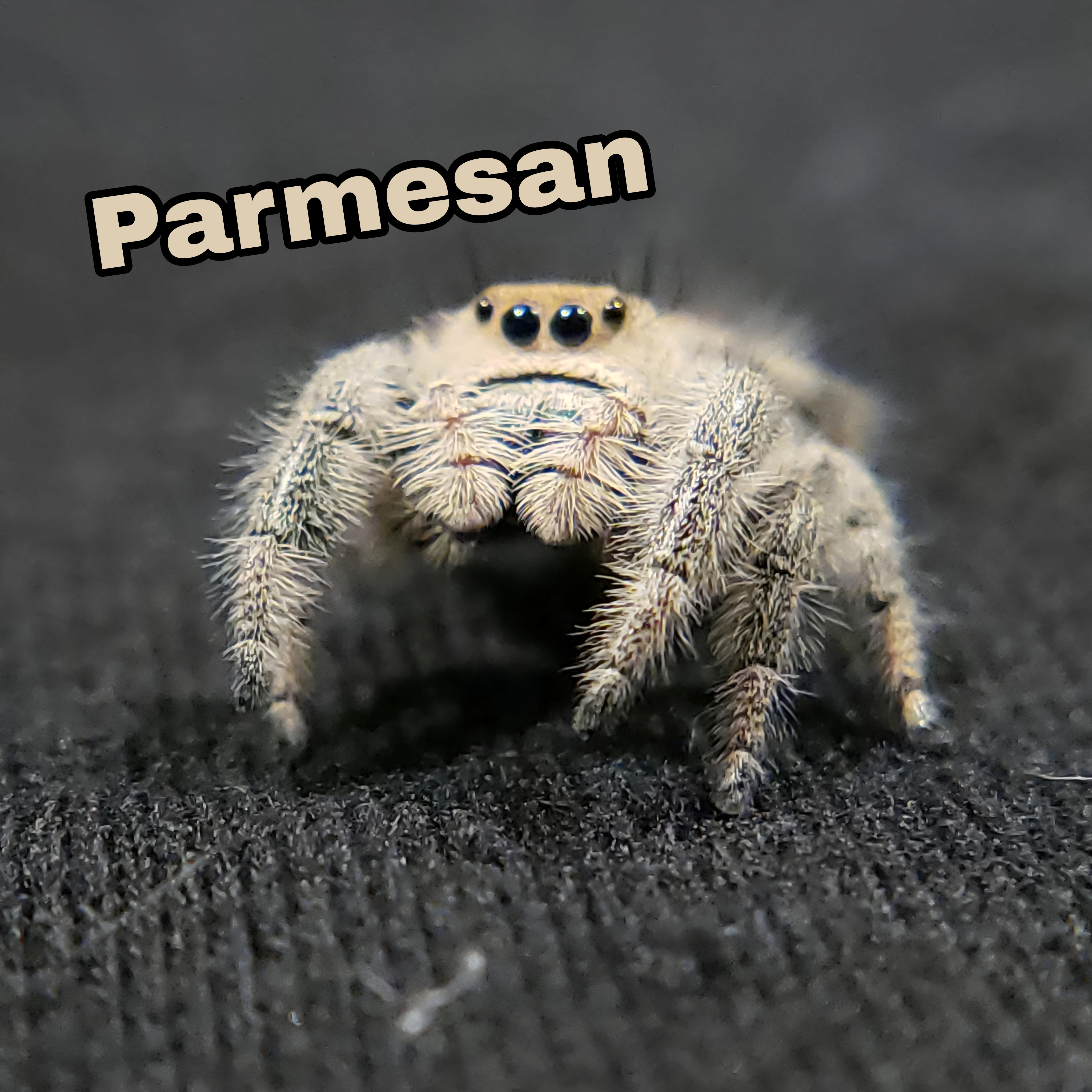 Peach Regal Jumping Spider