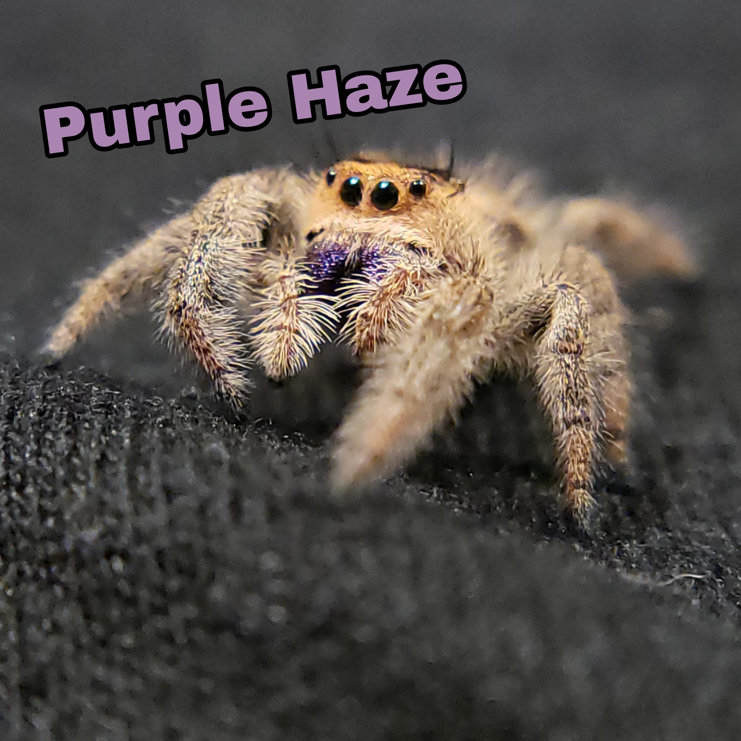 Peach Regal Jumping Spider