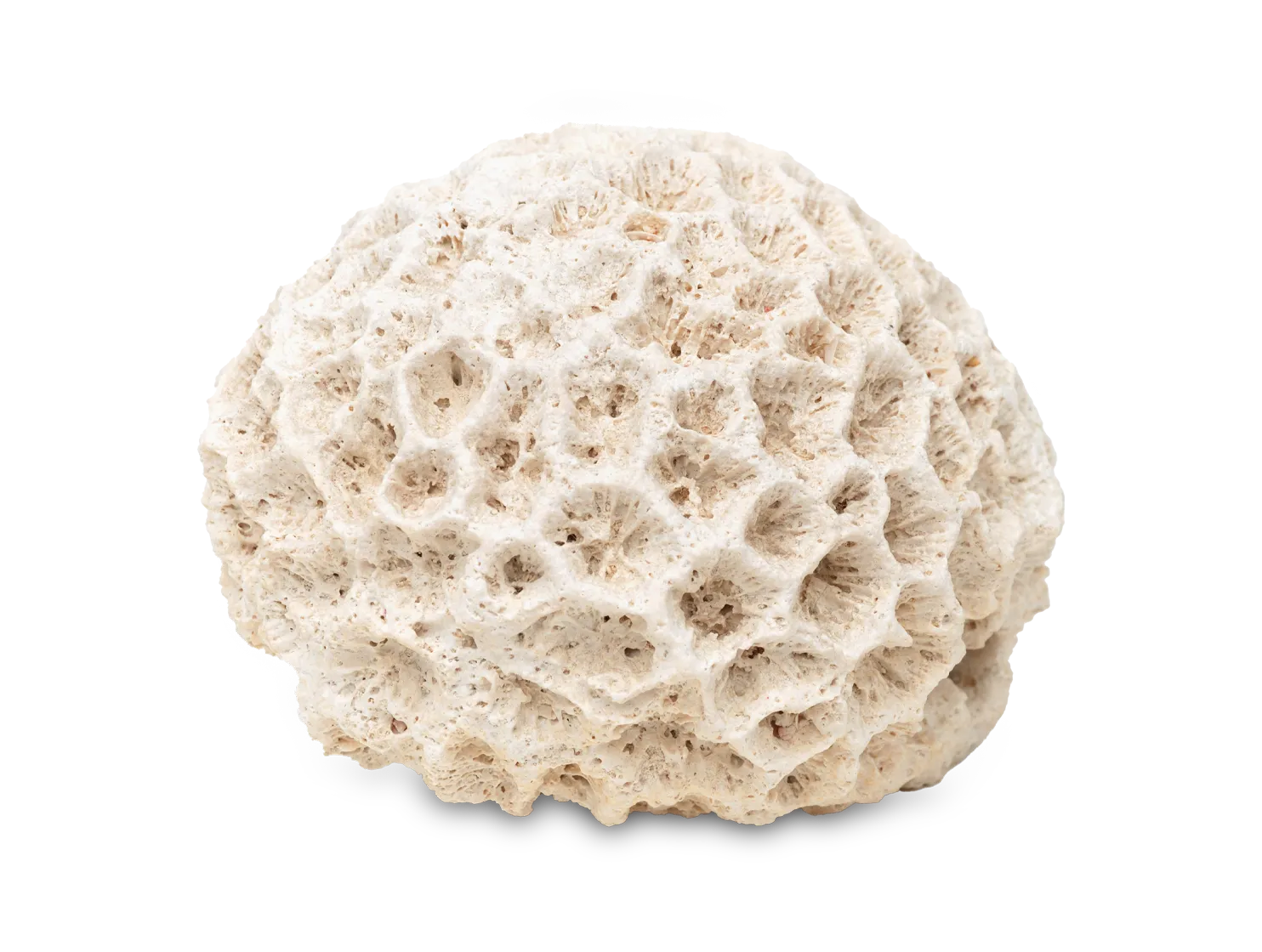 coral-calcium.webp__PID:a8f9fe6d-e655-4b65-a89d-e382546e8921