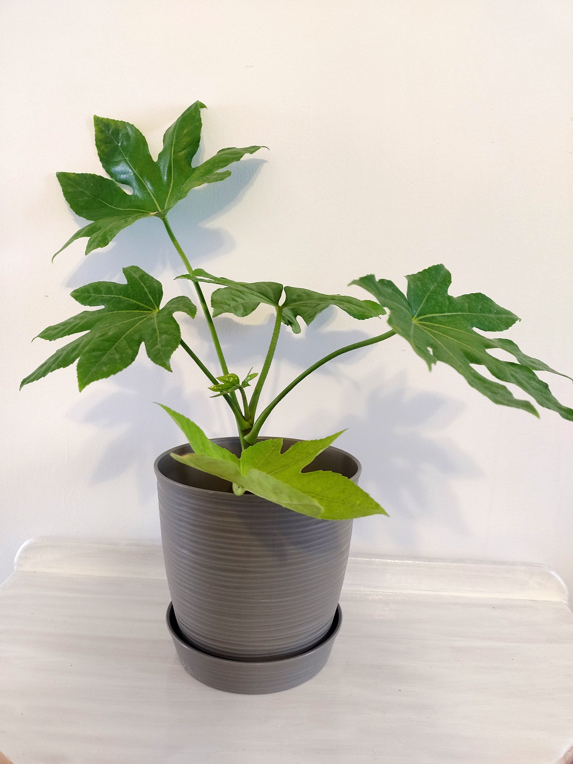 Aralia Japónica – theplanttruck