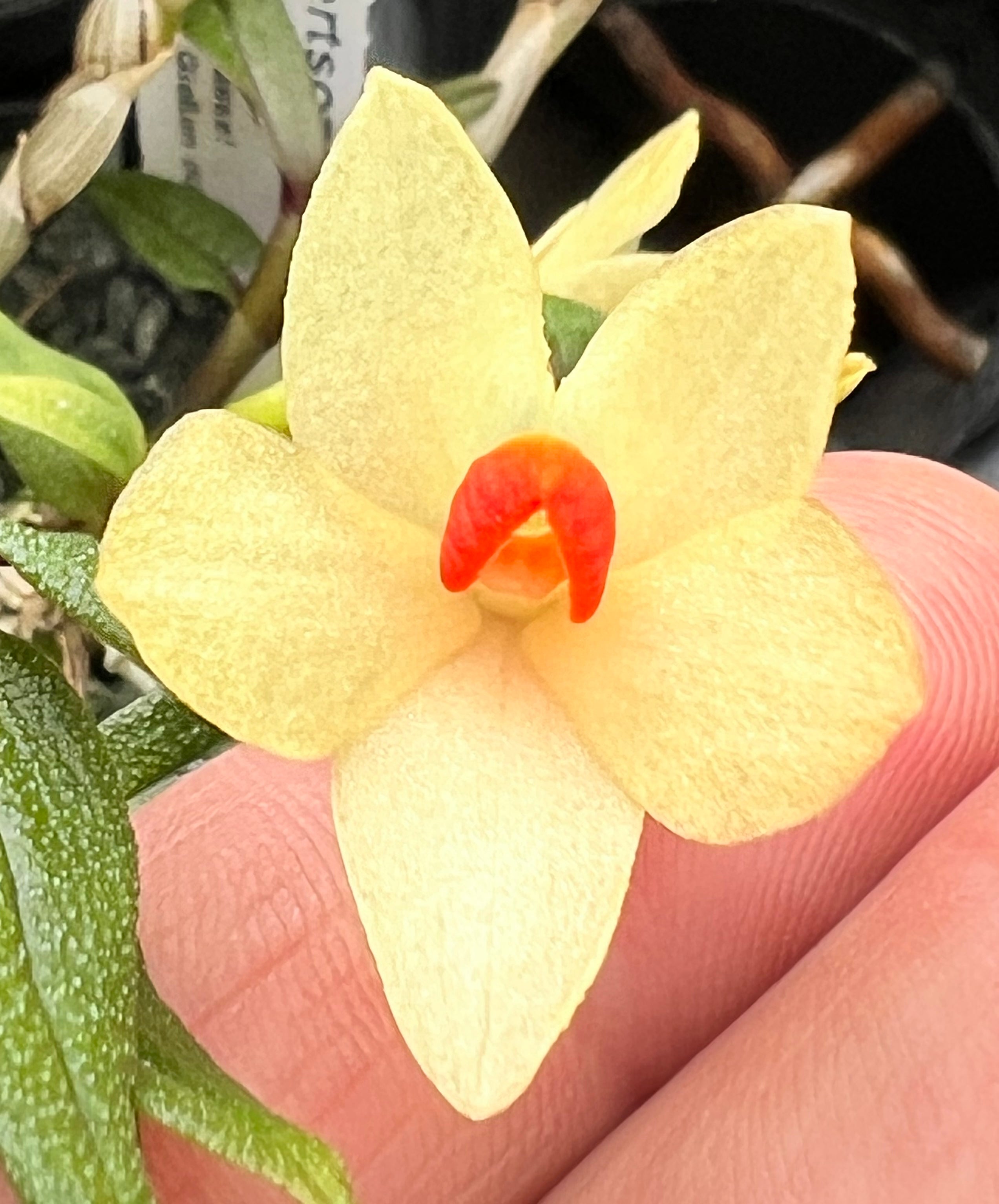 Cattleya percivaliana forma rubra 'Veneno'