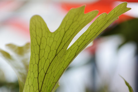 Platycerium wandae leaf with veins