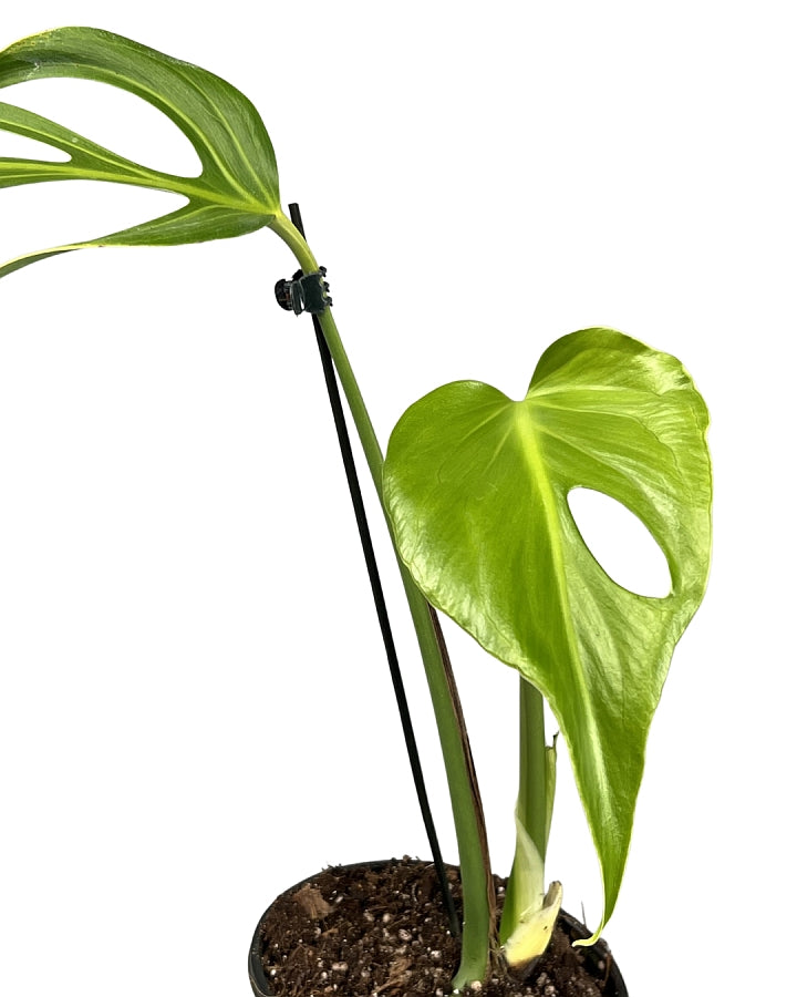 Petite Size Philodendron Spiritus- Sancti Magical Paper House Plant – Artsy  Needle