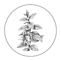 Nettle_Root