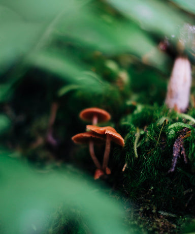 A triplet of mushrooms with vivid contrast