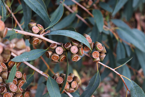 Australian eucalyptus fruit