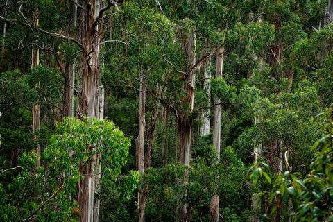 Four Truffles Eucalyptus blue gum tree