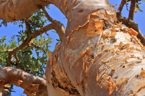 Frankincense_Olibanum trunk