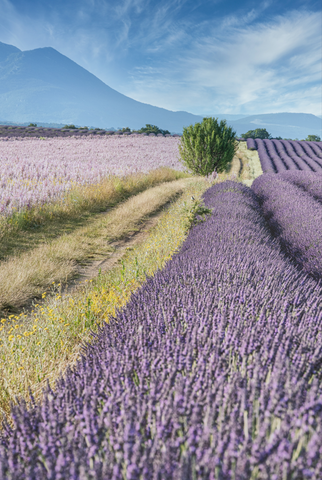 lavender field