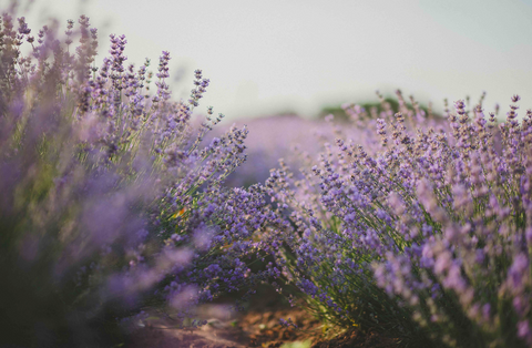 lavender fields