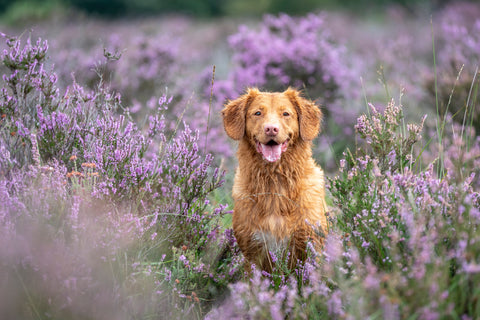 lavender can boost your mood just like a photo of a puppy