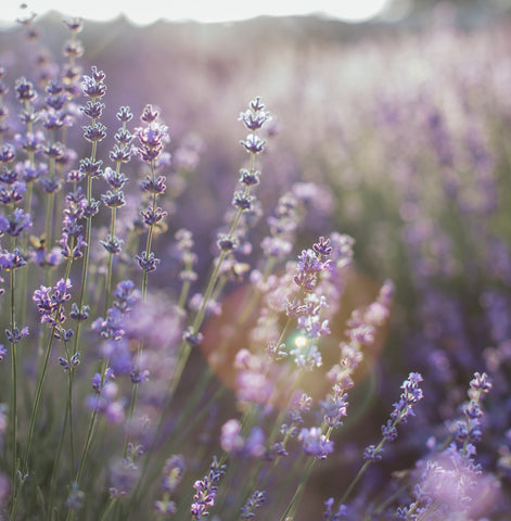 Calming sunlight through lavender pasture