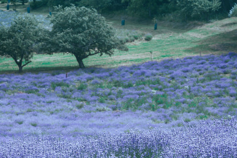 Fields of lavender