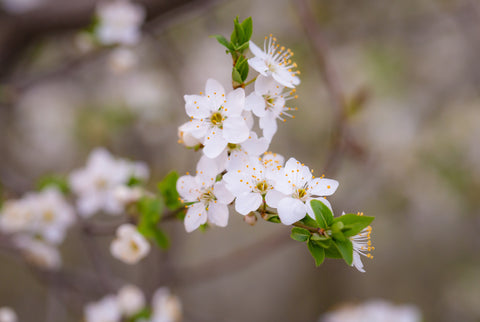 benefits of orange blossom