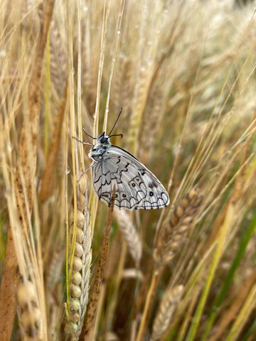 butterfly in wheat field