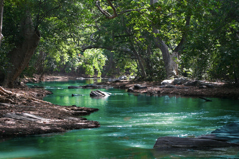 hidden water oasis in forest of trees