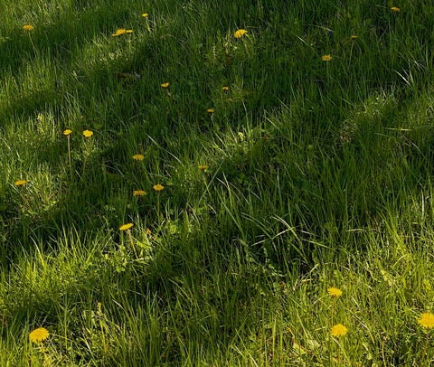 Green grass with sun and flowers