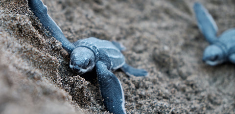 Galapagos Islands Baby Turtles