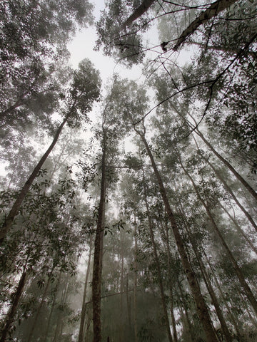 eucalyptus forest