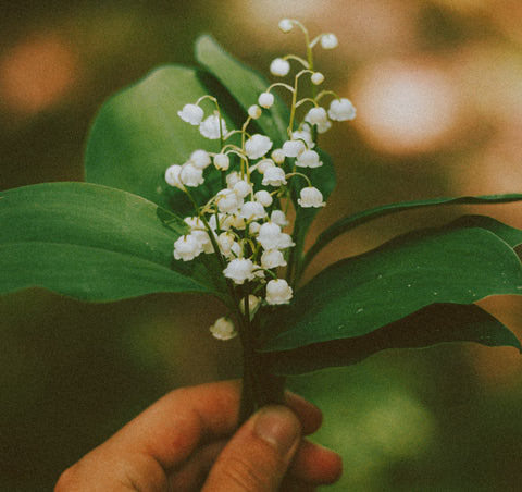 benefits of lily of the valley