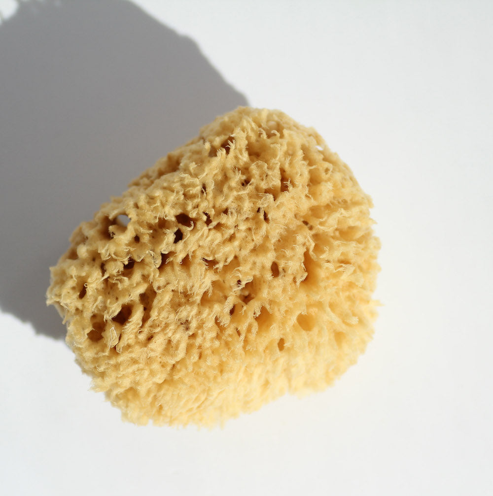 natural bathing sea sponge