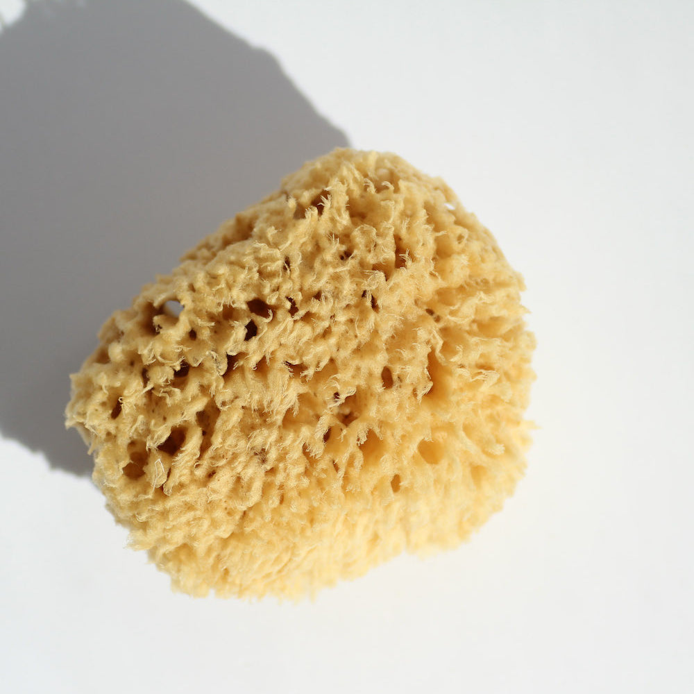 Silk sea sponge from the Mediterranean Sea