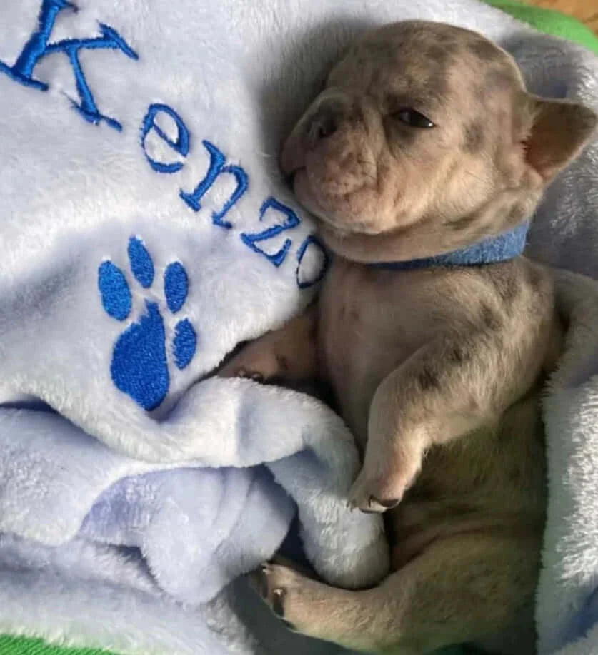 Personalized Embroidered Dog/Cat Puppy/Kitten Blanket.