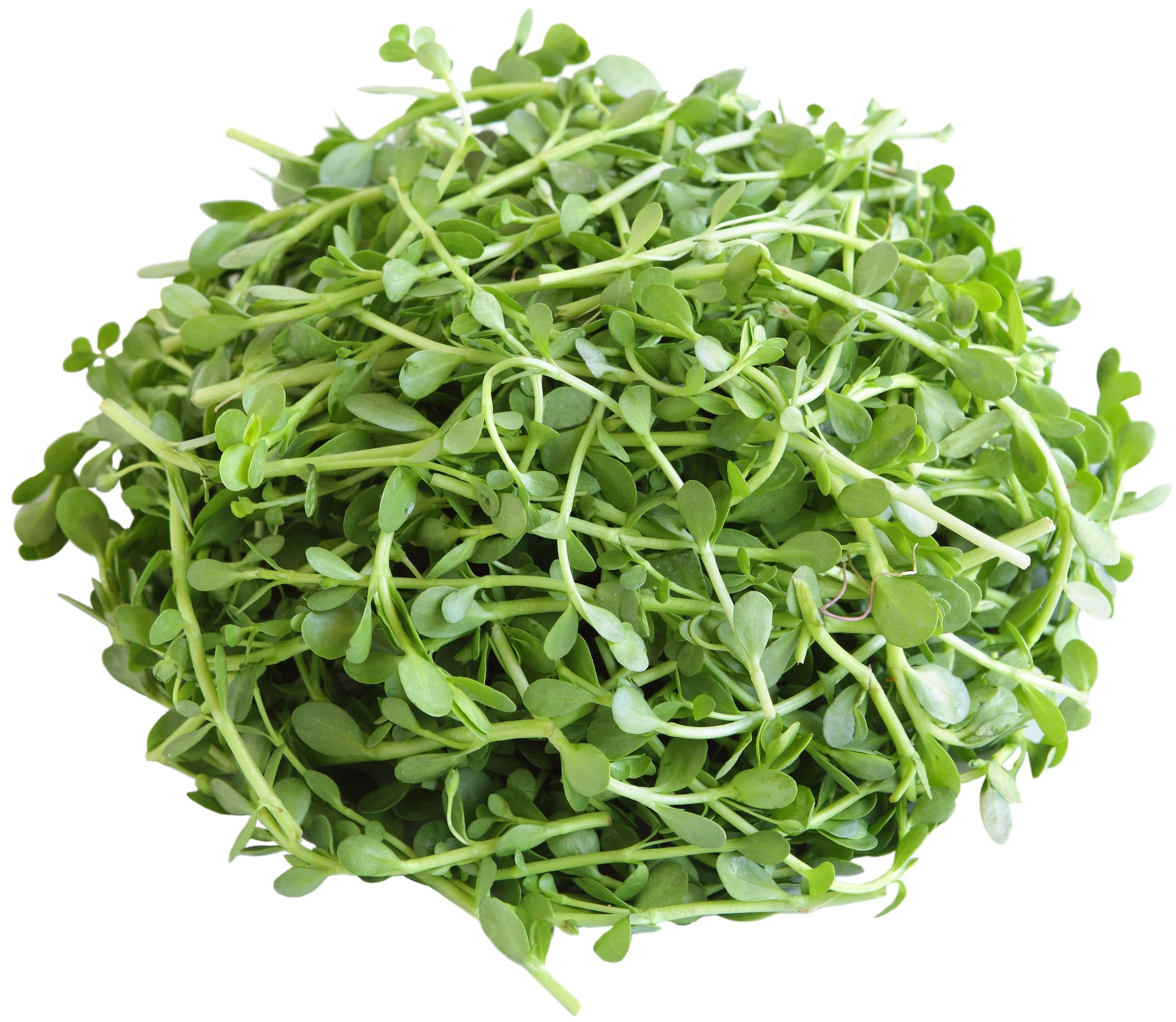 Brahmi