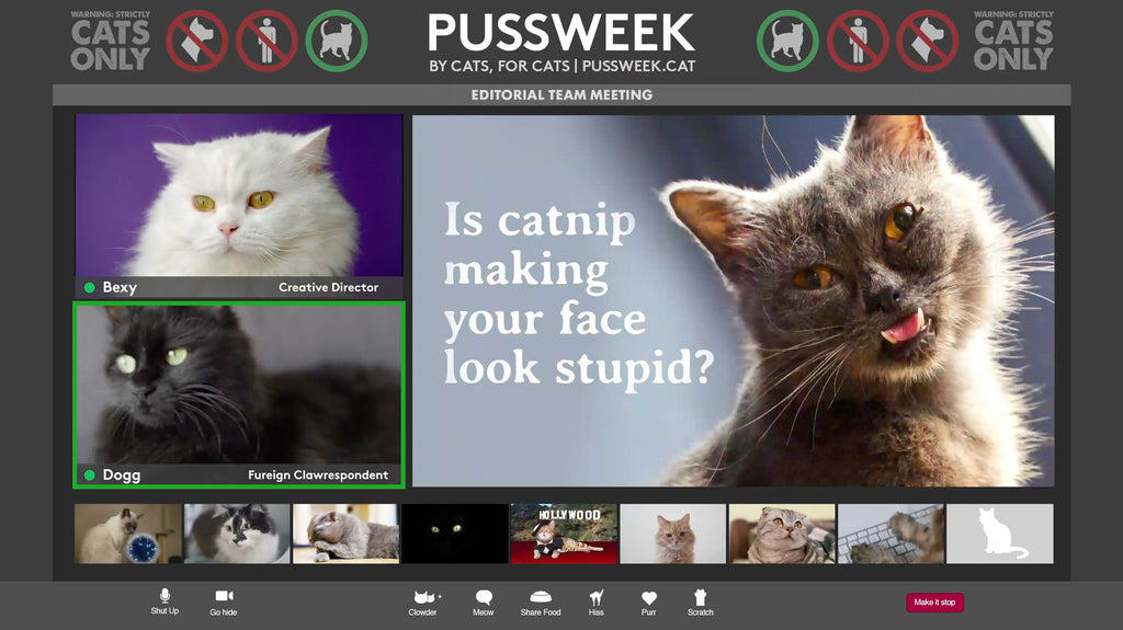 Purrchase – Pussweek