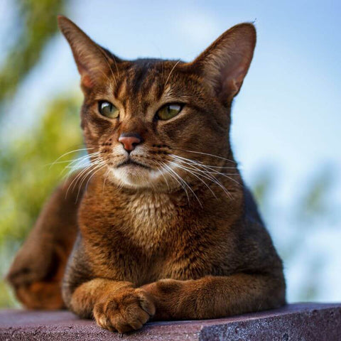 Example picture of the Abyssinian Cat Breed