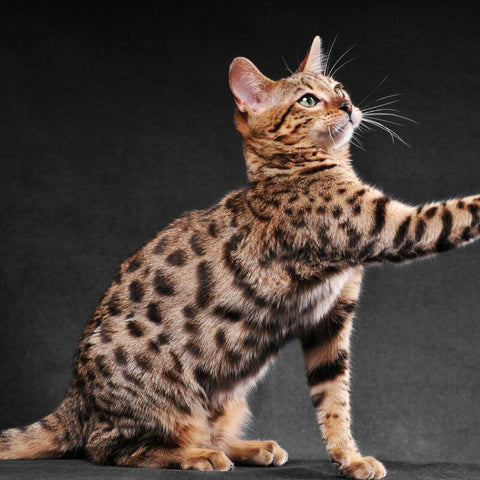 Example of the Bengal Cat Breed