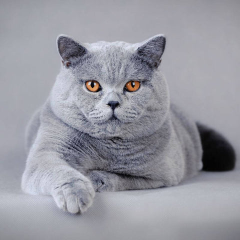 Example of the British Shorthair Cat Breed