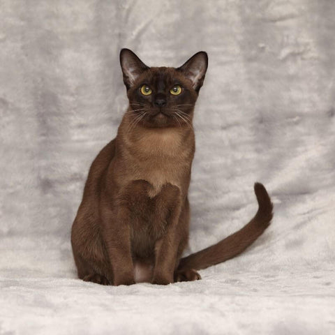 Example picture of the Burmese Cat Breed