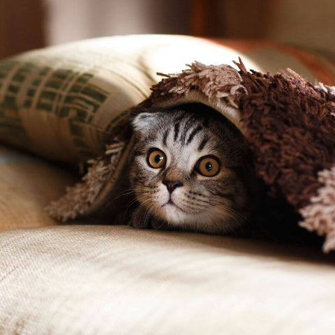 Cat Hiding Under Some Blankets
