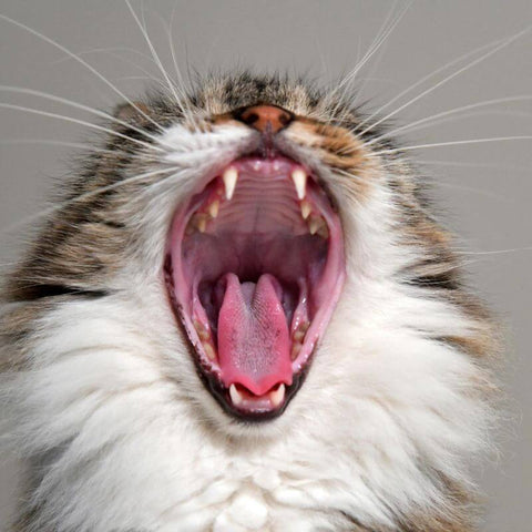 Cat Showing Its Healthy Teeth