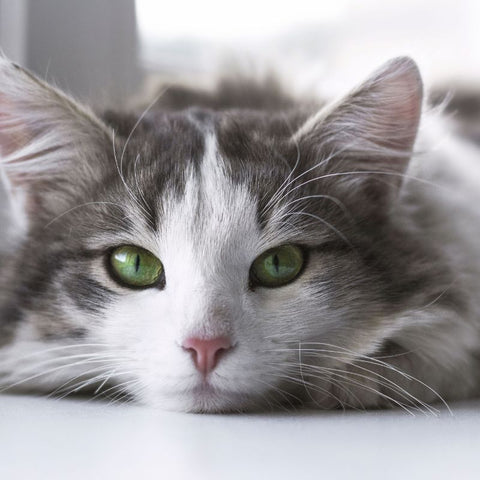 Cute Healthy Grey and White Cat