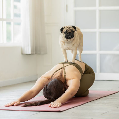 Dog Doing Yoga