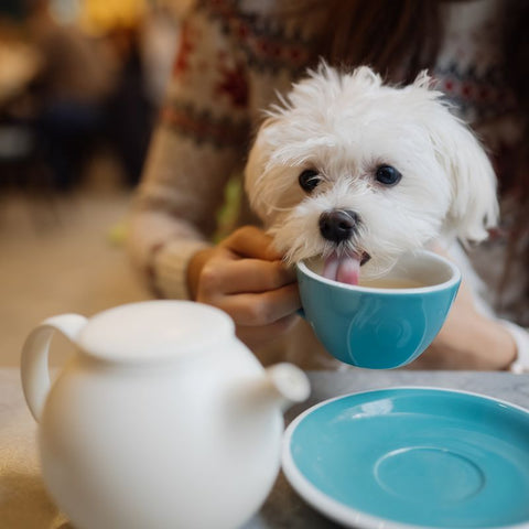 Dog Enjoying a Puppacino