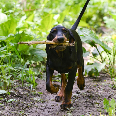 Dog Enjoying the Natural World