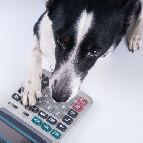 Dog With a Calculator