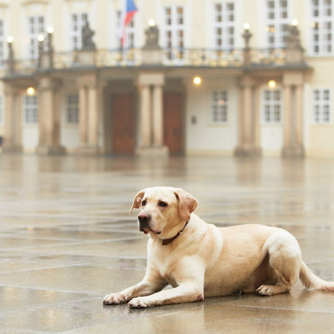 Dog in Front of Old Building