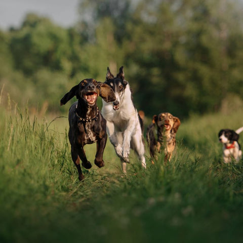 Dogs Enjoying Outdoor Time