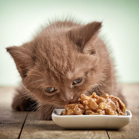 Kitten Enjoying All-Natural Kitten Food