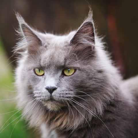 Example of the Maine Coon Cat Breed