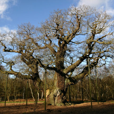 Major Oak Sherwood Forest