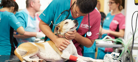 PDSA Vet Working