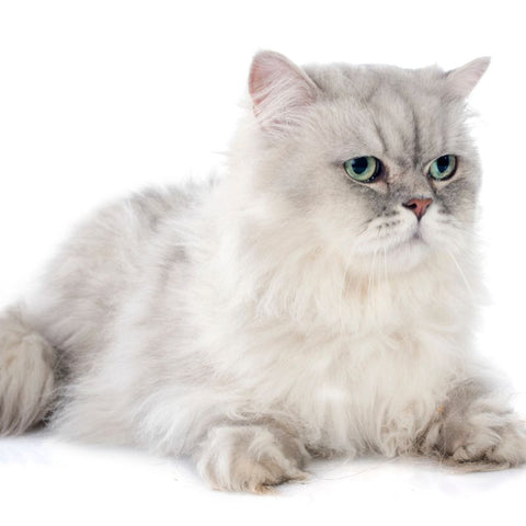 Example of the Persian Cat Breed