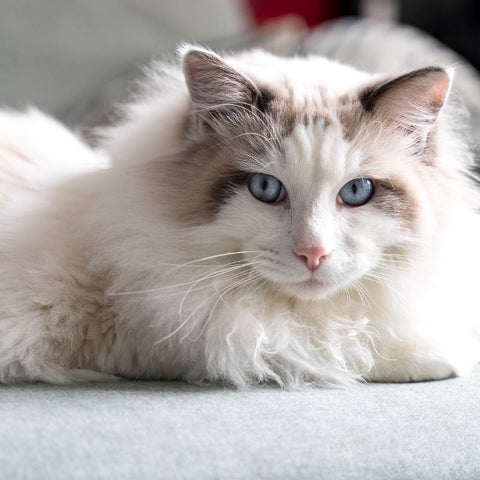 Example of the Ragdoll Cat Breed